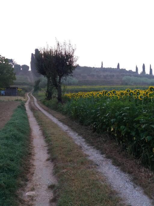Podere Gian Battaglia 富切基奥 外观 照片