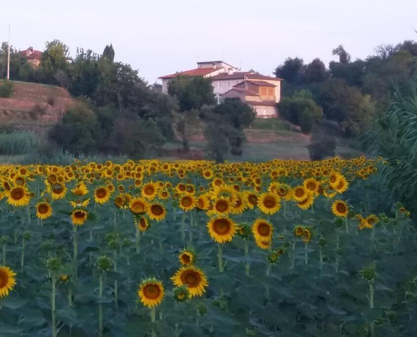 Podere Gian Battaglia 富切基奥 外观 照片