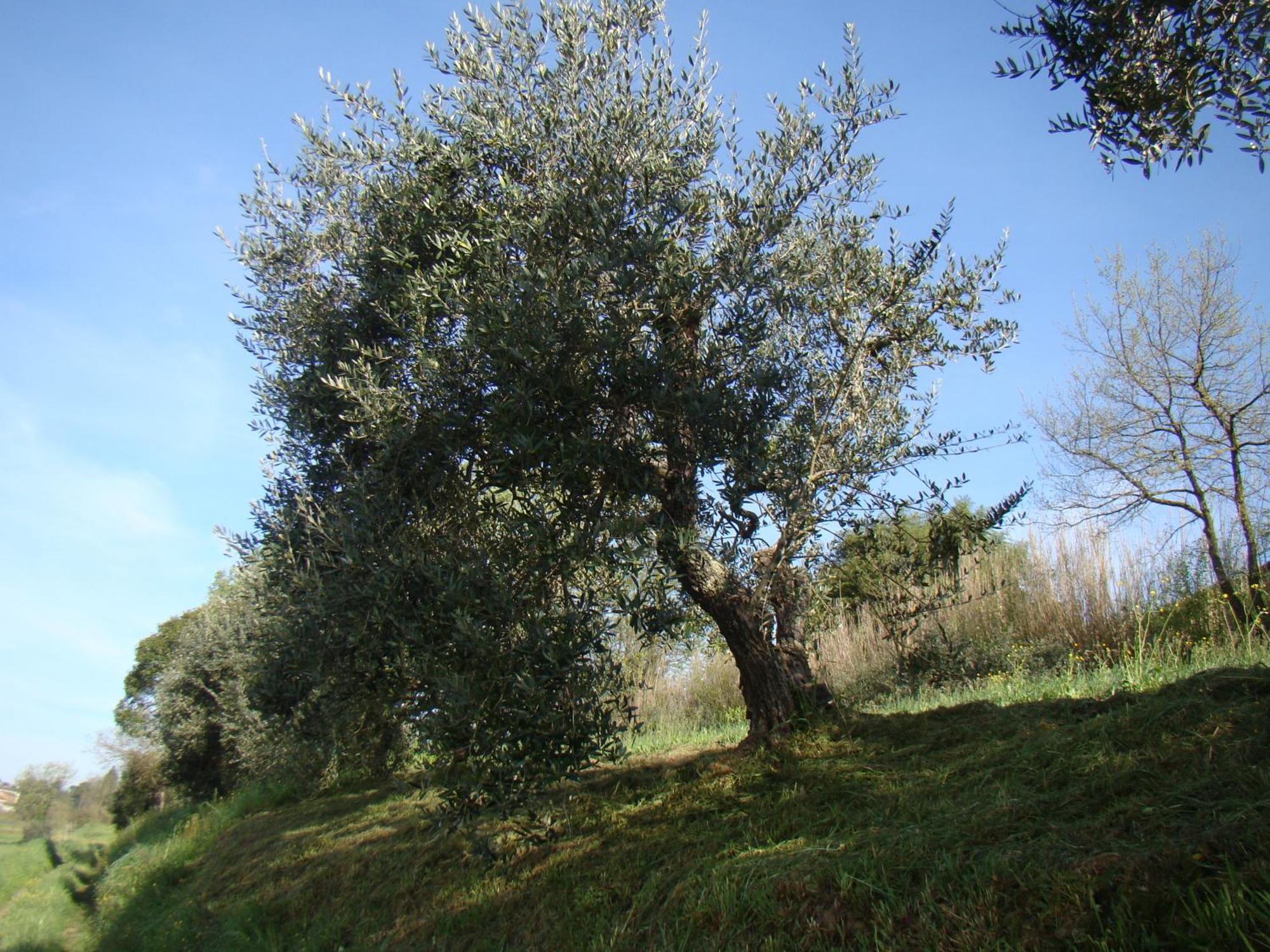 Podere Gian Battaglia 富切基奥 外观 照片